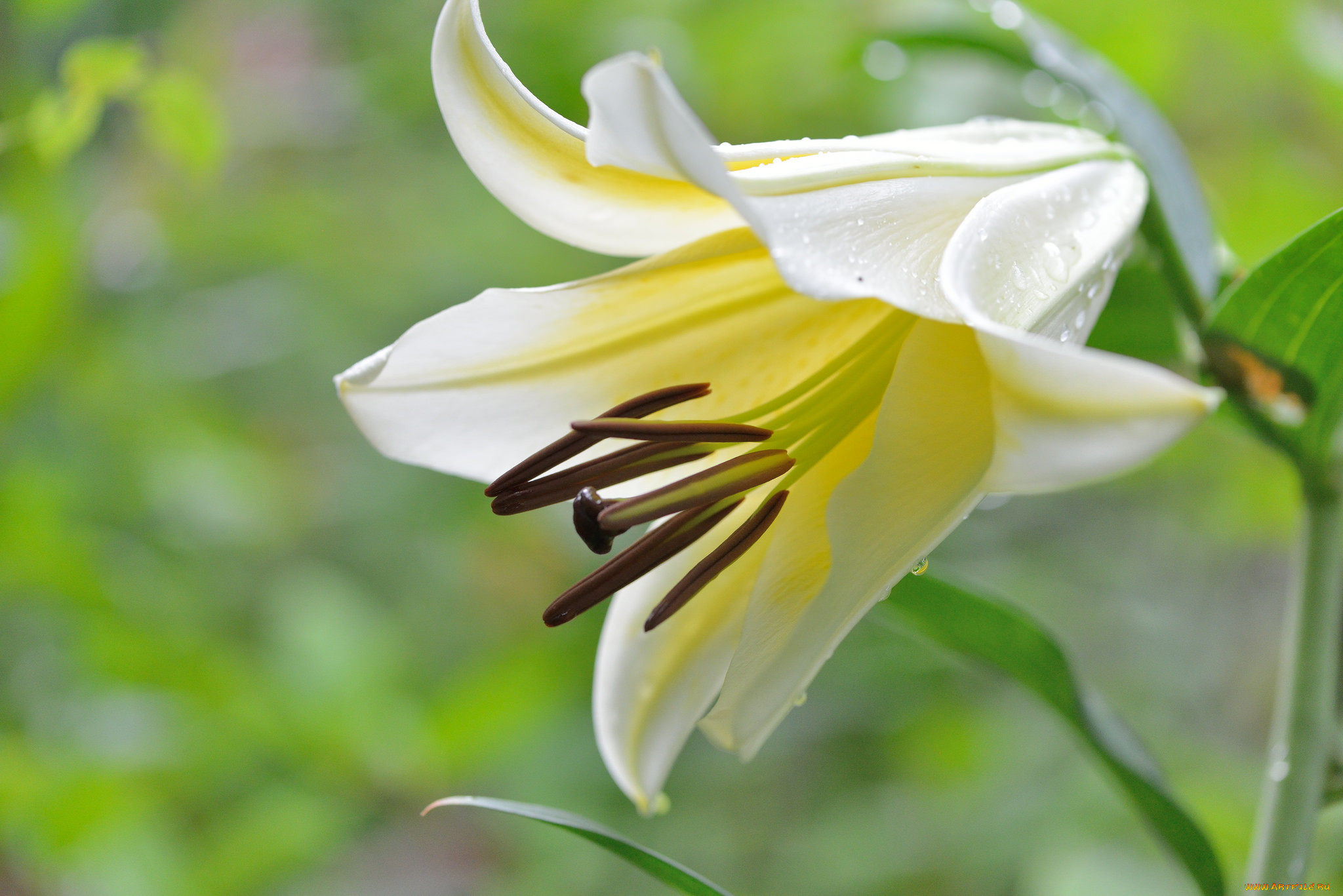 Лилия цветок бутон